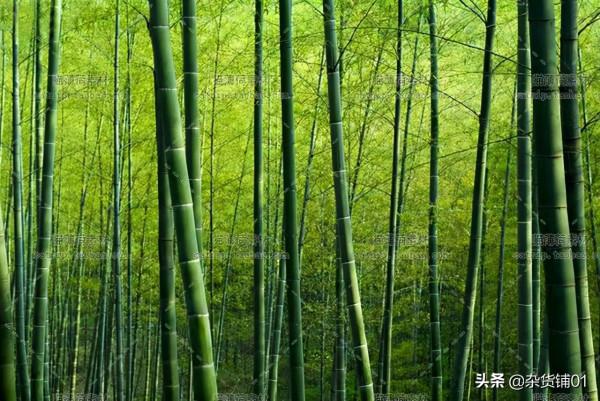 我國北方是不產竹子,那麼以騎射為主的匈奴人是拿什麼做弓箭的? 我國北方是不產竹子,那麼以騎射為主的匈奴人是拿什麼做弓箭的?