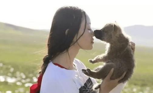 成都女孩李微漪,10年前將一匹狼當“兒子”,十年後與狼再相遇 成都女孩李微漪,10年前將一匹狼當“兒子”,十年後與狼再相遇