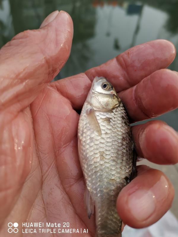 與小雜魚鬥智鬥勇,拼比毅力和耐性 與小雜魚鬥智鬥勇,拼比毅力和耐性