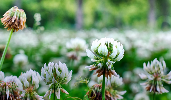 老謀深算，又隨性自在的星座，他們如同狐狸般狡猾，一直惹不起