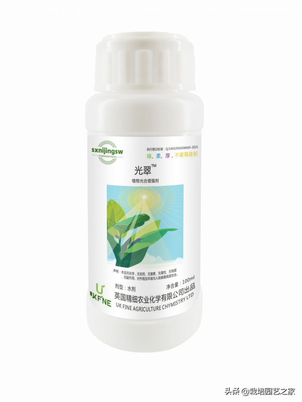 乾貨-果實轉色、增甜機理與特肥應用指導 乾貨-果實轉色、增甜機理與特肥應用指導