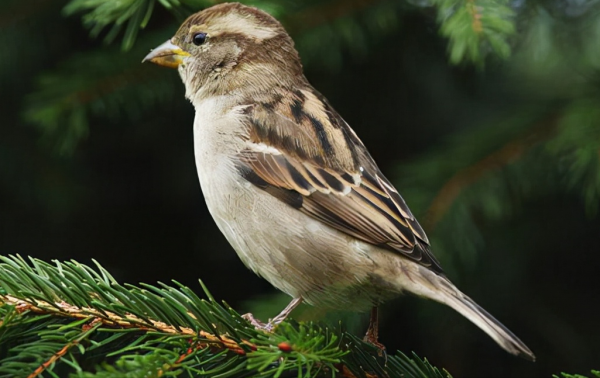 東江攬勝：天天相見不相識，國內五種常見麻雀你能分清嗎？