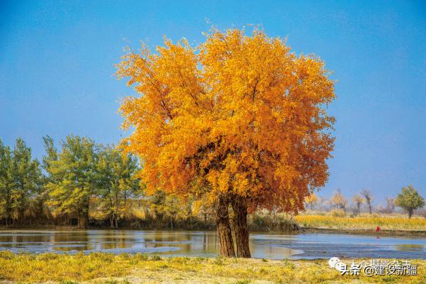 發現新疆之重 發現新疆之重