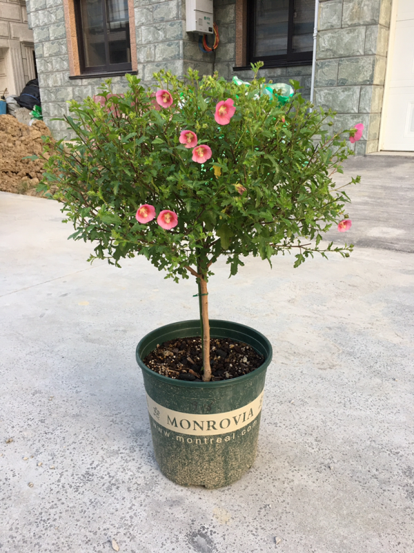 常見的“便宜花”,幾塊錢買回家,還能養成“棒棒糖” 常見的“便宜花”,幾塊錢買回家,還能養成“棒棒糖”