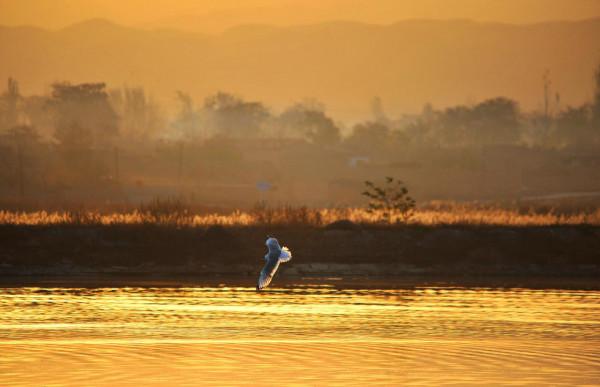 野鴨舞動金色的晨光