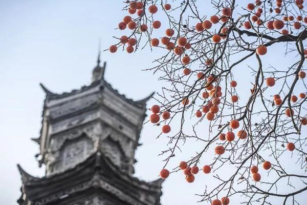 街子 一棵樹撐起了一個古鎮的初冬