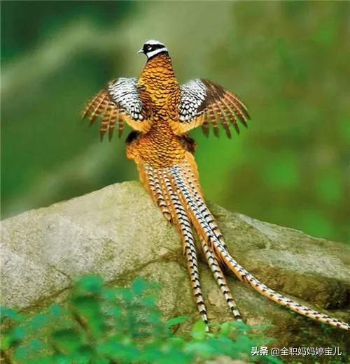 分享——稀奇古怪的鳥