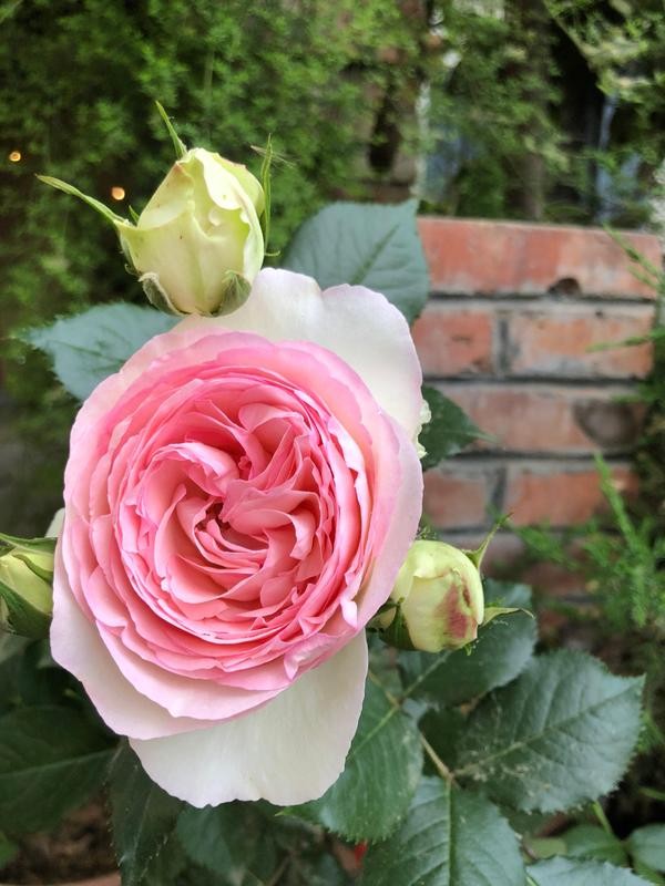 瞭解一下，花卉裡的“白富美”