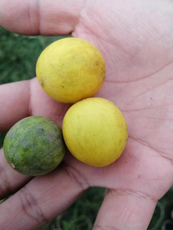 陽臺有一夢 陽臺有一夢