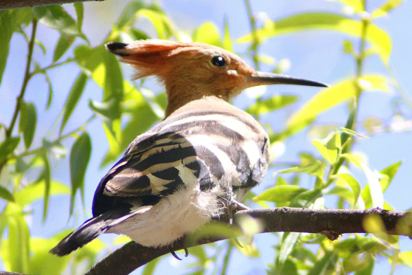 溫度背後還有物理史上的經典“大案”? 溫度背後還有物理史上的經典“大案”?