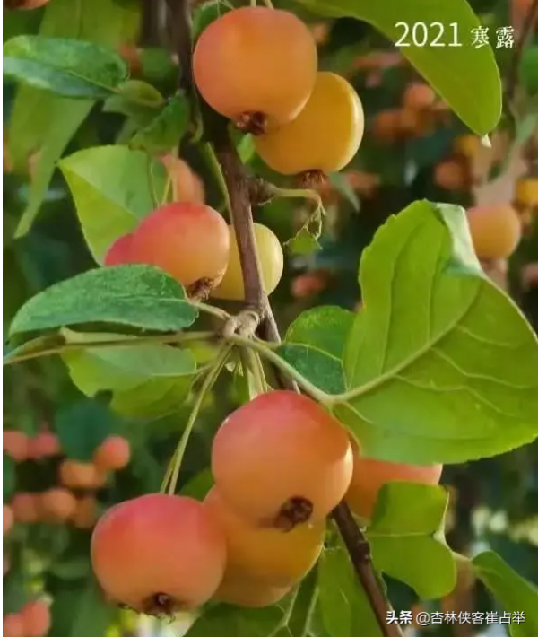 今天不講中醫，給大家分享一個小故事，聽後可能會改變你的生活