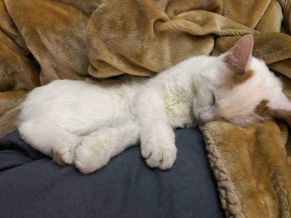 養寵知識:貓咪發出的咕嚕聲代表不同的含義,你知道嗎? 養寵知識:貓咪發出的咕嚕聲代表不同的含義,你知道嗎?