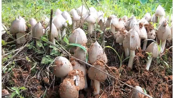 紅傘傘,白杆杆!這個吃完不會躺闆闆 紅傘傘,白杆杆!這個吃完不會躺闆闆