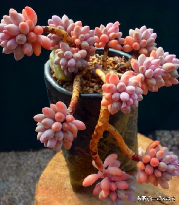 10月養多肉，1個動作催一催，長勢旺盛爆側芽，誰見了都誇美
