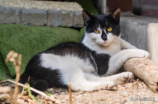 泰山上貓的片區