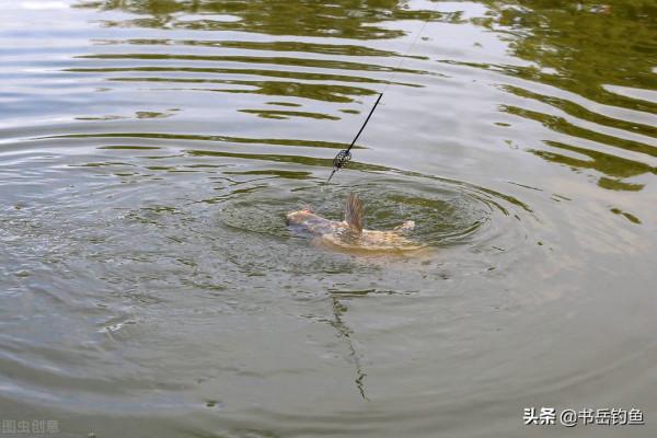 魚池老闆嫌棄捕魚太累，結果放開垂釣數日後！釣友：這可不能賴我