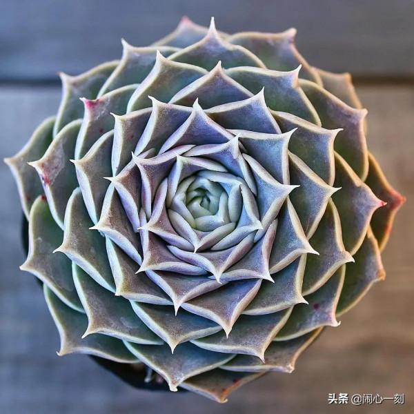 分享&mdash;&mdash;多肉，肉出花朵