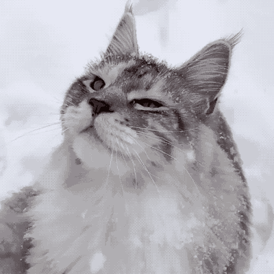 貓大十八變，來看看小眼緬因貓的蛻變史