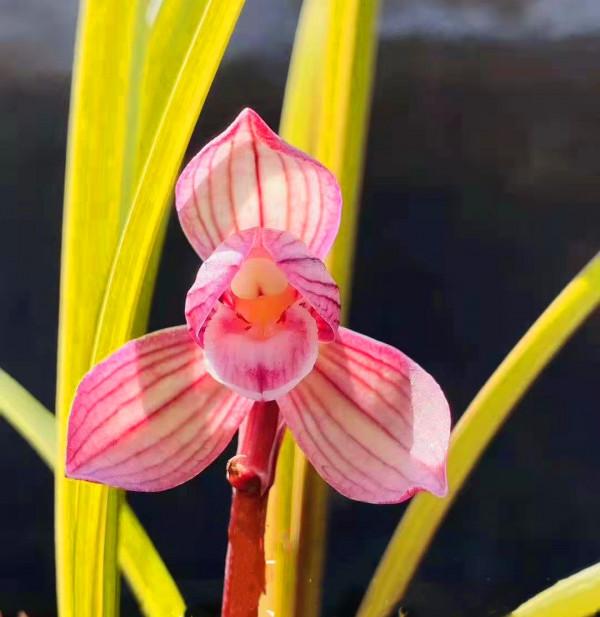 他在馬邊縣發現一整座山都是送春，沒多久，一棵曠世精品出現了