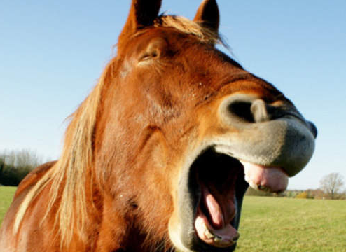 一大笑就破功！網友分享對“白馬王子”幻想毀滅瞬間