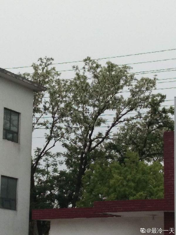 槐花能吃好處多，但為啥院子裡種得少，原因有三點