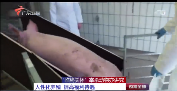 “小龍蝦會疼，活蒸太殘忍”以後做麻辣小龍蝦只能一隻只電死了