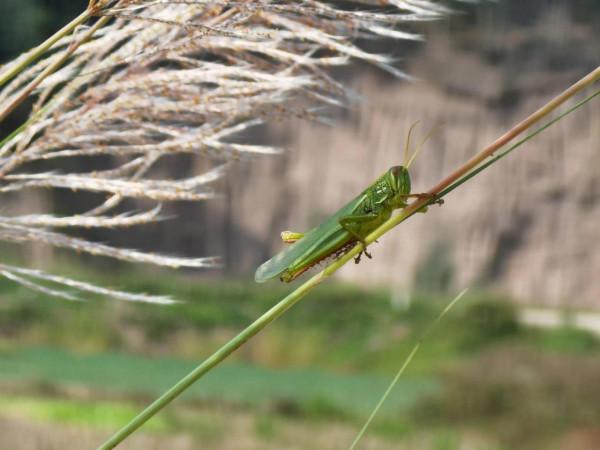 順手留影,我的貼身相機華為 Mate 40 pro+ 順手留影,我的貼身相機華為 Mate 40 pro+