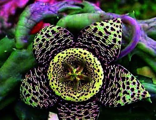 發現不一樣的花草，領悟大自然的奇妙