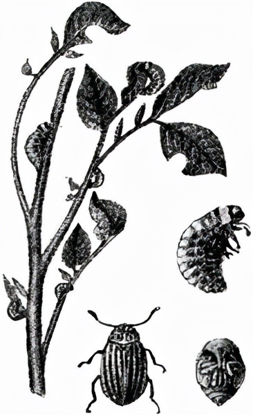 昆蟲的初步研究11.科羅拉多馬鈴薯甲蟲 昆蟲的初步研究11.科羅拉多馬鈴薯甲蟲