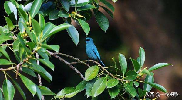 活躍在華南植物園裡的銅藍鶲