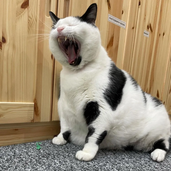 營養不良的貓，憑本事把自己喂成“豬”