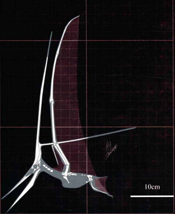 海賊王1032話小議-原來你是這樣的無齒翼龍啊