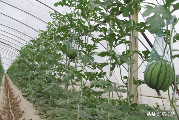 5個";小妙招";:搞定反季節優質精品西瓜種植,瓤細膩糖分足口感好 5個";小妙招";:搞定反季節優質精品西瓜種植,瓤細膩糖分足口感好