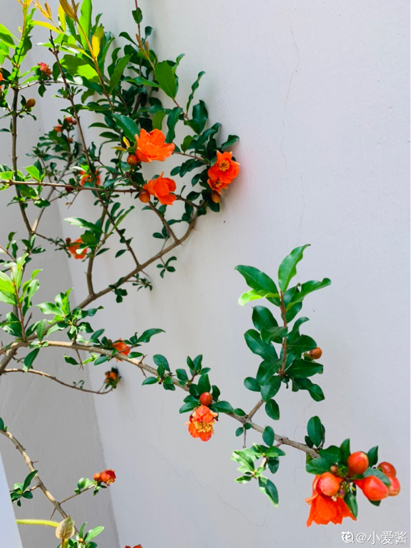 一棵石榴樹，只需6步養護，就能邊賞花邊吃果