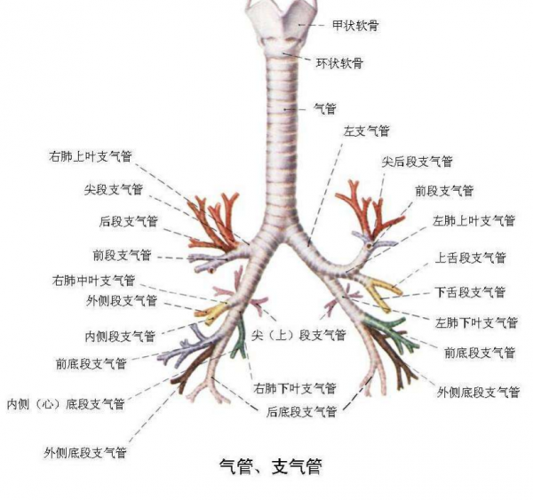 為什麼做氣管鏡？