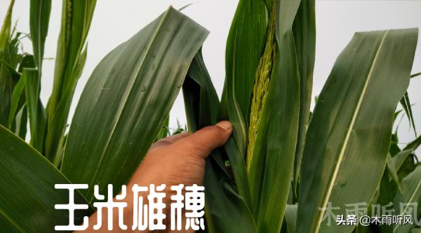 玉米要想穗大結籽多，抽穗期最好做好這四點，才更有利於高產