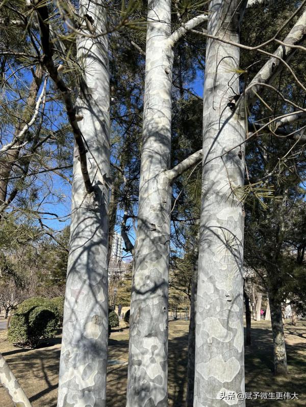 臘月中——白皮松潔面如玉之美