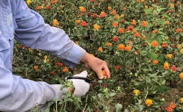 農村創業需謹慎，陸續出現新騙局，4個專案儘量不要參與