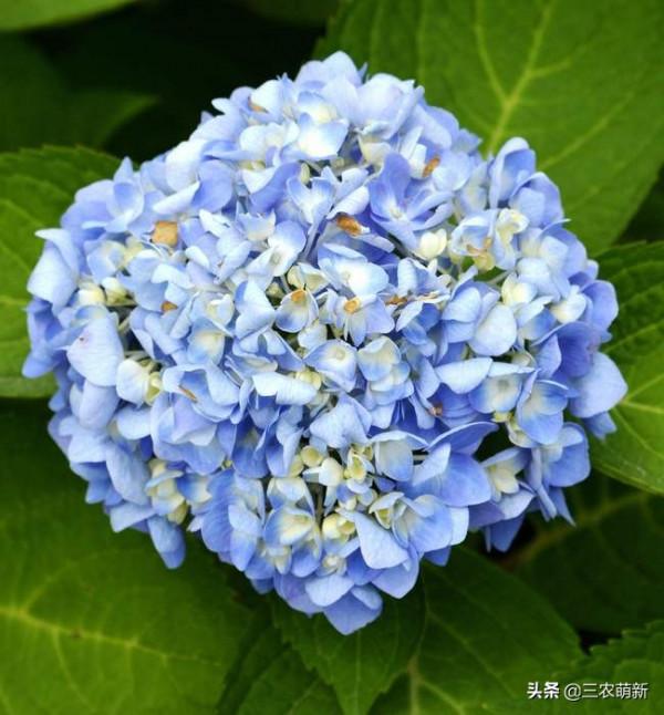 11種&OpenCurlyDoubleQuote;旺宅花&rdquo;愛喝醋，半月1小杯，葉漂亮花開不停