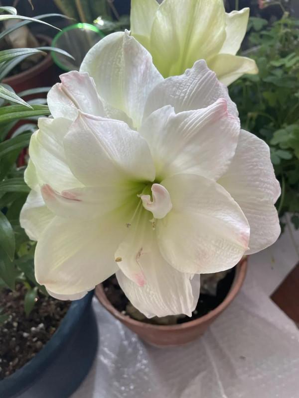 我的朱頂紅（三）