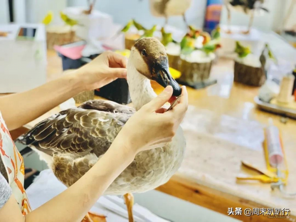 親子打卡!科學探索,細菌好有趣啊,參觀1000+件標本 親子打卡!科學探索,細菌好有趣啊,參觀1000+件標本