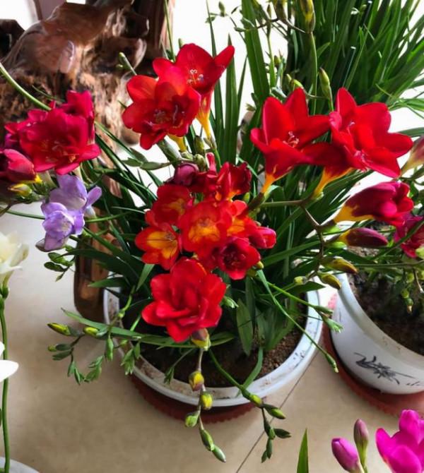 6種&OpenCurlyDoubleQuote;網紅花&rdquo;，喜歡可以買，顏值高，價格實惠，看著就&OpenCurlyDoubleQuote;歡喜&rdquo;