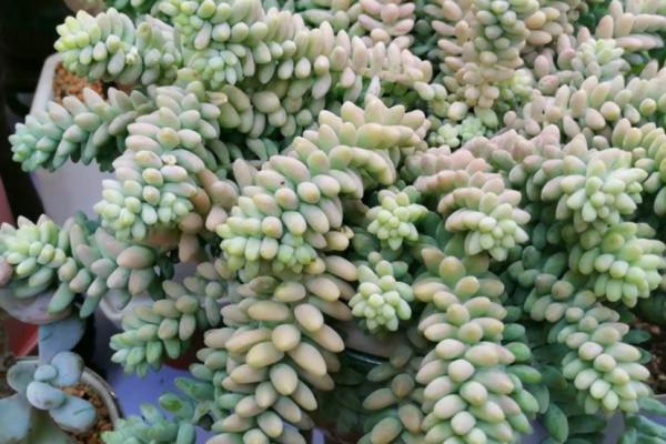 這4款“招財”多肉，家裡再窮都得養，好養活又漂亮