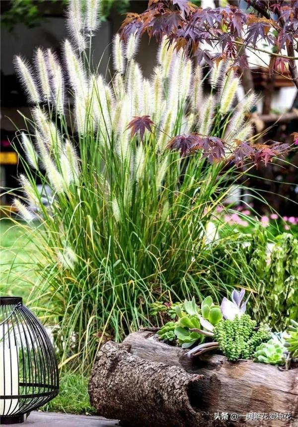 25種觀賞草,觀葉、賞花、好養、皮實,是花園最不可缺少的美景 25種觀賞草,觀葉、賞花、好養、皮實,是花園最不可缺少的美景