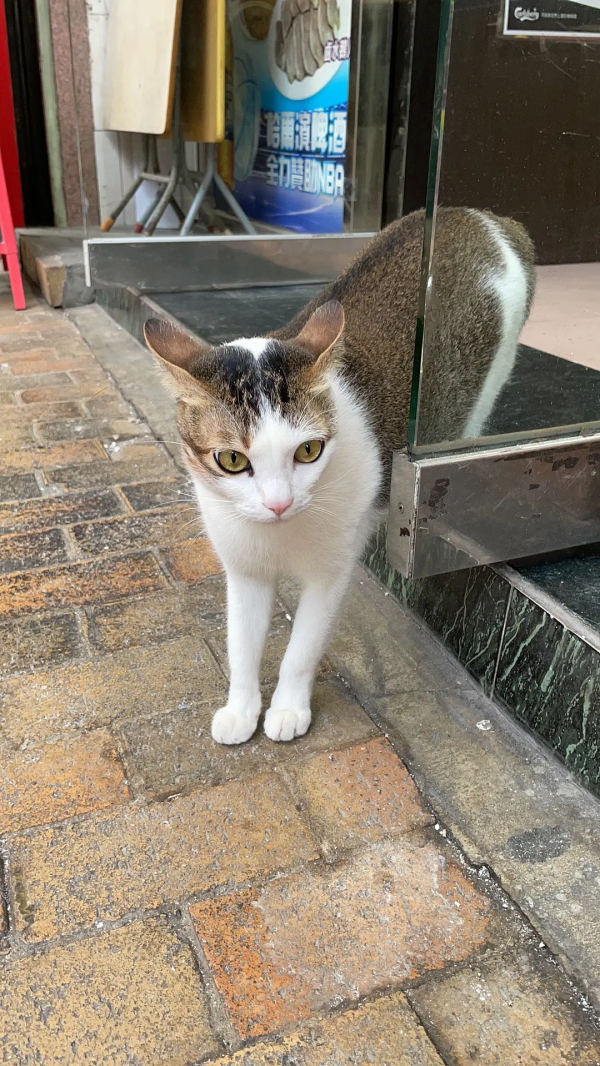 組圖：路邊的小動物（1）