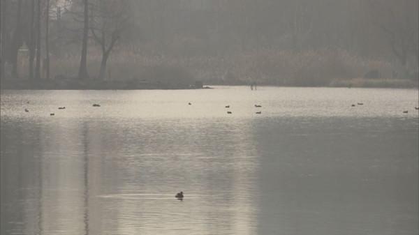鏡天湖上快樂過冬 世紀公園迎來特殊“小客人”