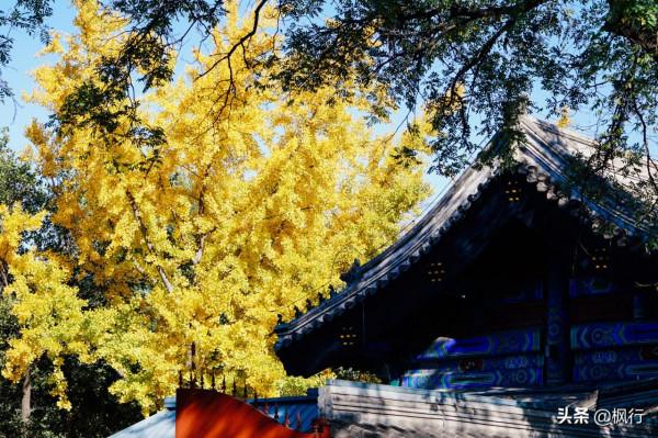 再有半個月，北京將迎來最美的季節，12個銀杏寶藏地，附機位攻略