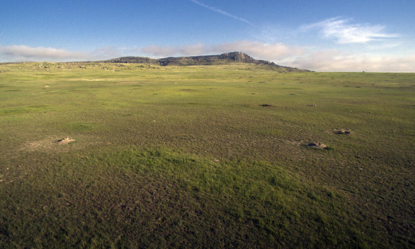 這些草原上的小東西，可能有著堪比人類幼崽的詞彙量