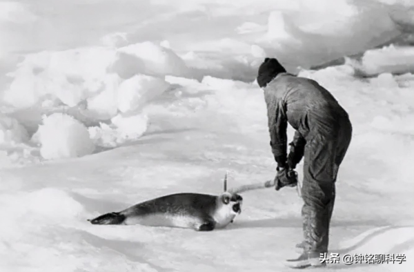 零下50℃！北極冬季成“苦寒之地”，愛斯基摩人如何在極地生活？