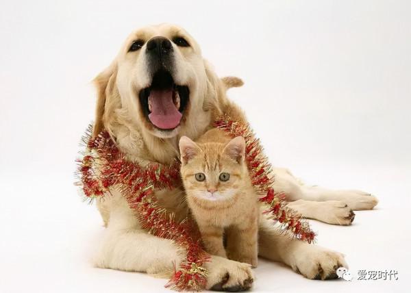 寵物年齡怎麼算?7歲就開始老了? 寵物年齡怎麼算?7歲就開始老了?